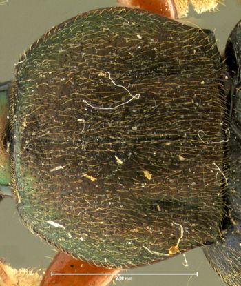 Media type: image;   Entomology 32992 Aspect: pronotum dorsal
